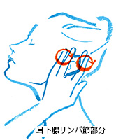 ヘッドスパの耳下腺リンパマッサージ2
