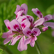 ゼラニウム Geranium バラのような甘い香りが女性に優しいエッセンシャルオイル アロマオイル