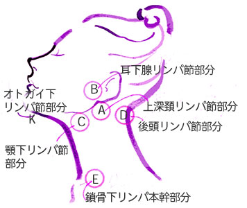 リンパドレナージュとは ボディと顔の11ヶ所の主要リンパ節部分