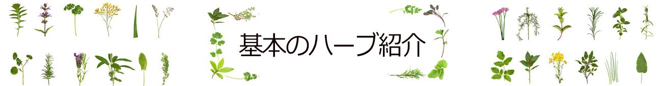 基本のハーブ紹介