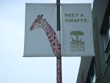 Meet a Giraffe