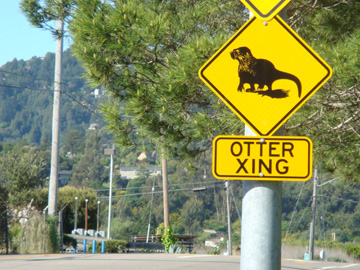 カワウソだって道路を渡る