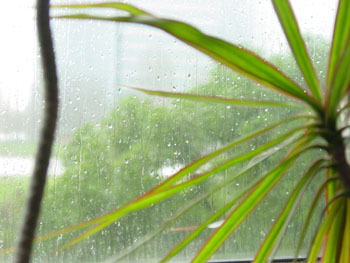 サンフランシスコでの雨