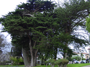 サンフランシスコの大きな樹