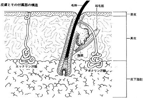 皮膚の構造